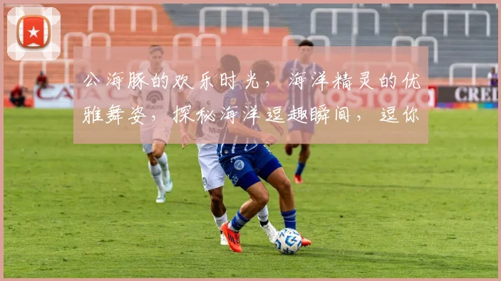 公海豚的欢乐时光，海洋精灵的优雅舞姿，探秘海洋逗趣瞬间，逗你笑不停，必看